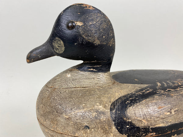 Unknown Goldeneye Drake (#7287)