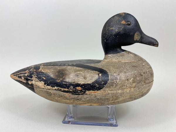 Unknown Goldeneye Drake (#7287)