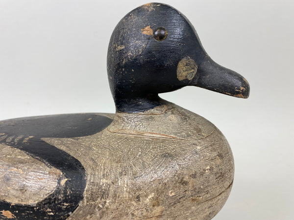 Unknown Goldeneye Drake (#7287)