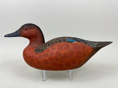 Unknown Cinnamon Teal (#7294)