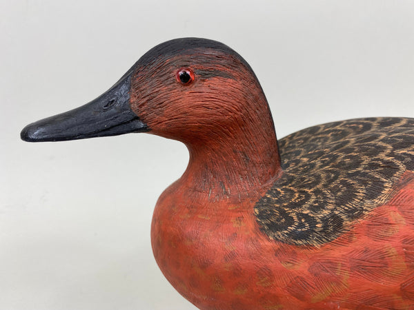 Unknown Cinnamon Teal (#7294)