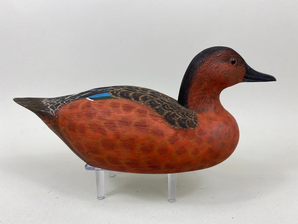 Unknown Cinnamon Teal (#7294)