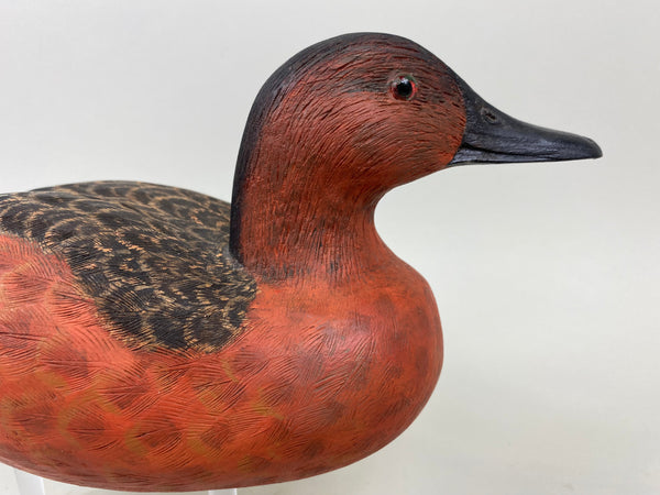 Unknown Cinnamon Teal (#7294)