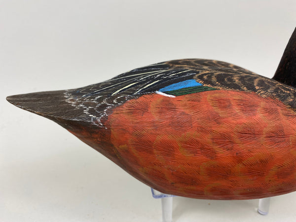 Unknown Cinnamon Teal (#7294)