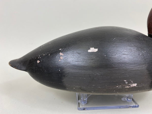 Unknown Canada Redhead, Circa 1930's (#7301)