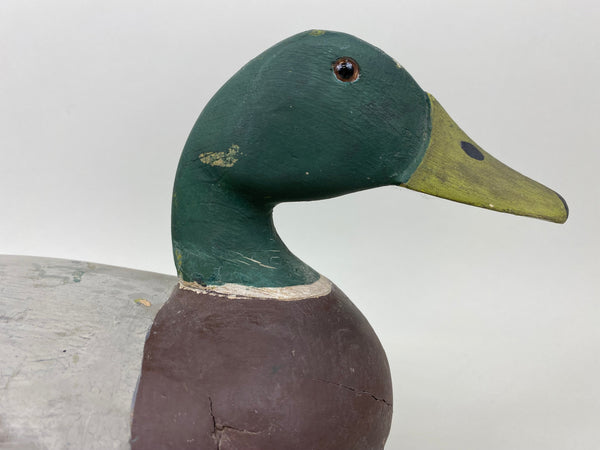 Harry Canfield Mallard Drake (#7359)