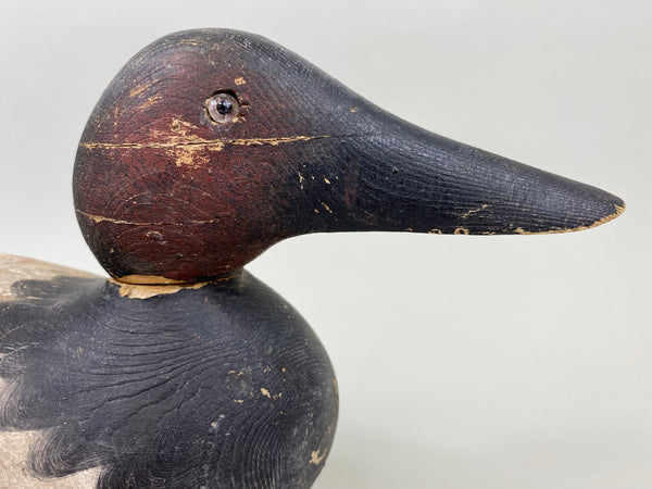 Mason Standard Grade Canvasback Drake (#7377)