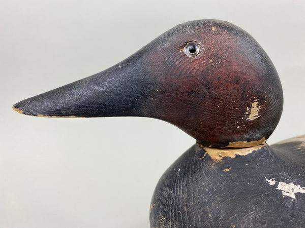 Mason Standard Grade Canvasback Drake (#7377)