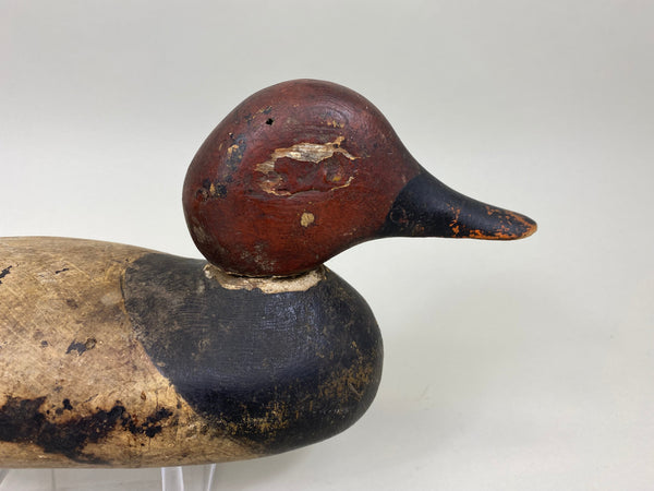 Mason 4th Grade Canvaback Drake (#7413)