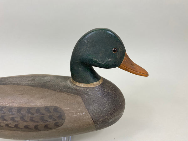 Ken Greenlee Mallard Drake, Burlington Iowa (#7431)