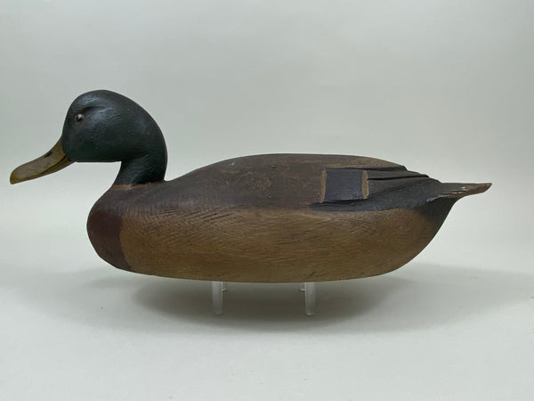 Ralph Malpage Mallard Drake (#7439)