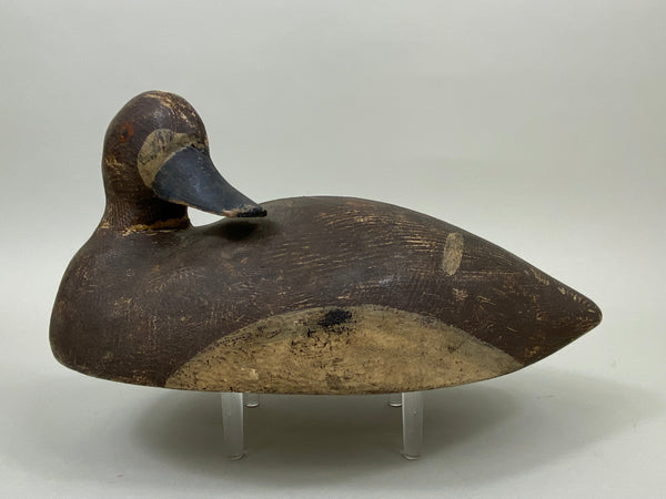 Preening Wisconsin Bluebill Hen, Circa 1930's (#7459)