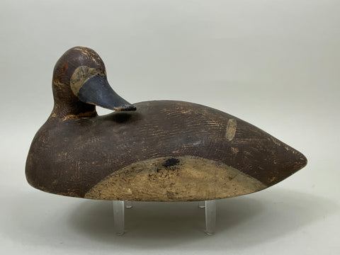 Preening Wisconsin Bluebill Hen, Circa 1930's (#7459)