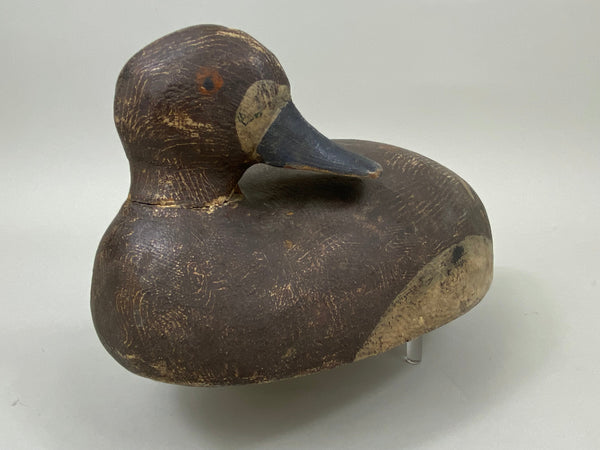 Preening Wisconsin Bluebill Hen, Circa 1930's (#7459)