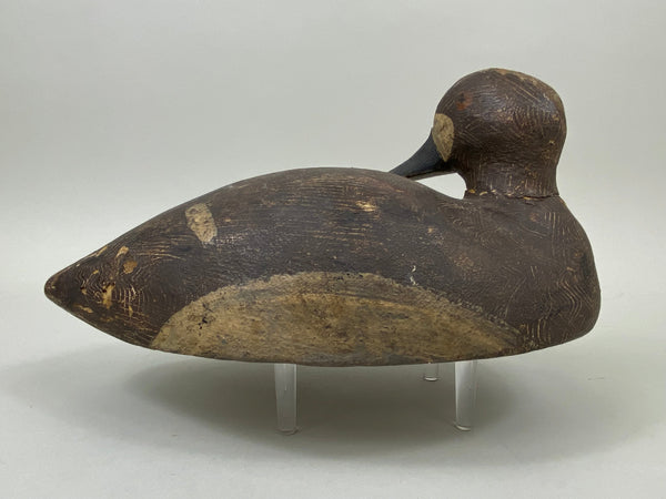 Preening Wisconsin Bluebill Hen, Circa 1930's (#7459)