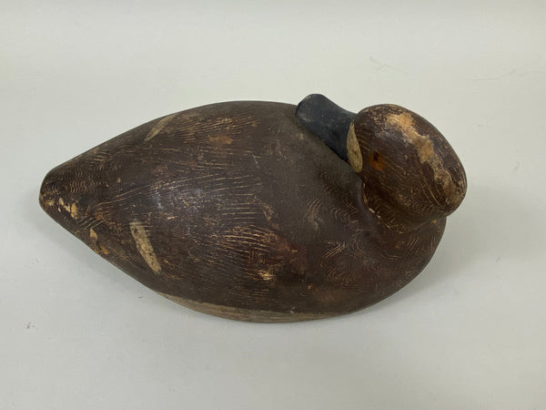 Preening Wisconsin Bluebill Hen, Circa 1930's (#7459)