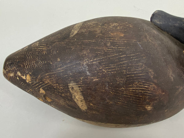 Preening Wisconsin Bluebill Hen, Circa 1930's (#7459)