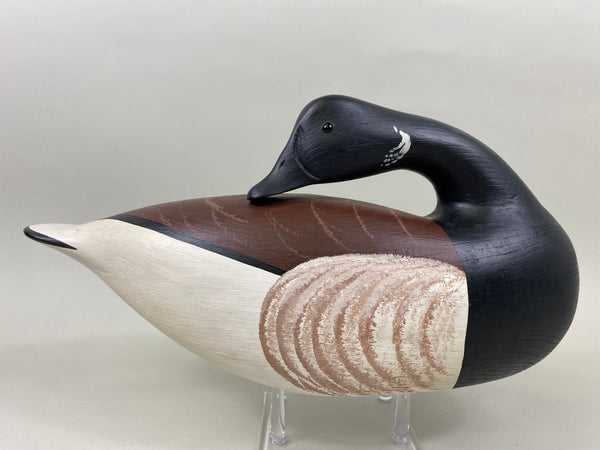 Anthony Hillman Preening Brant, all Original (#7467)