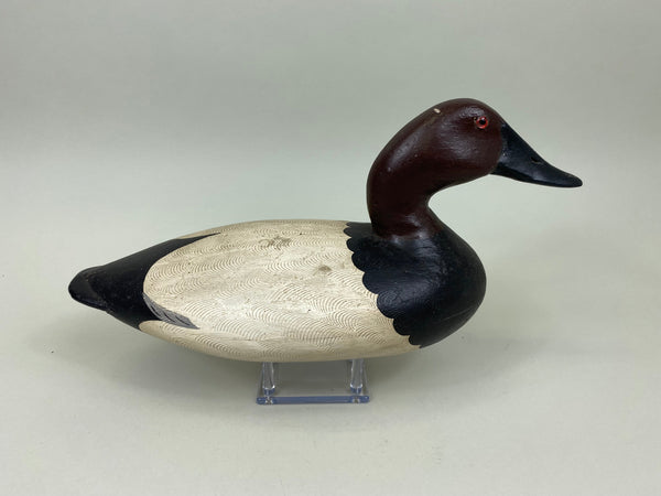 Illinois River Canvasback Drake, Circa 1930's (#7527)