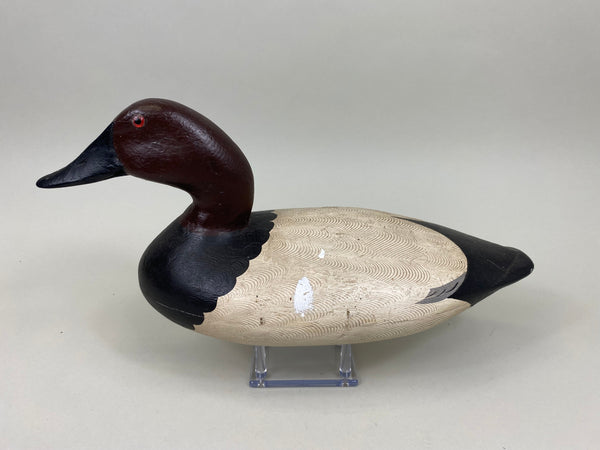 Illinois River Canvasback Drake, Circa 1930's (#7527)
