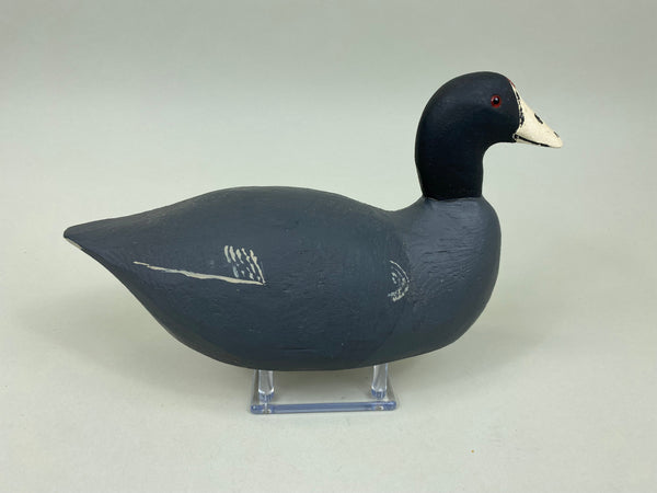Paul Doering Coot / Mud Hen (#7536)