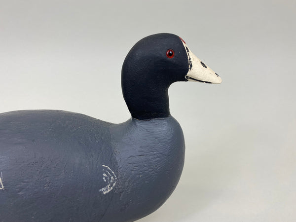 Paul Doering Coot / Mud Hen (#7536)