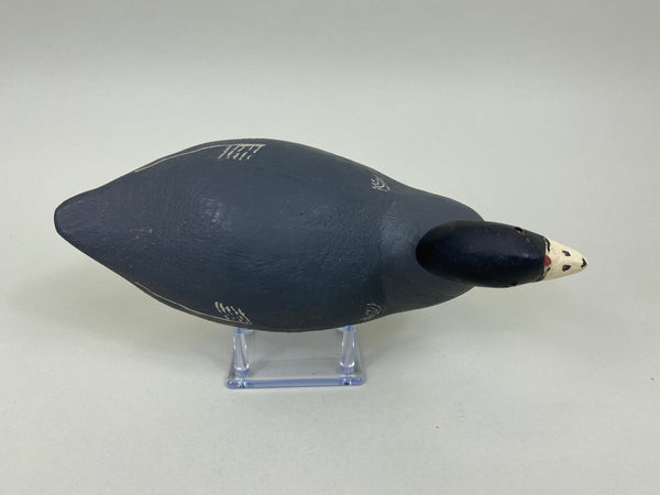 Paul Doering Coot / Mud Hen (#7536)