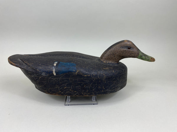 Unknown Black Duck (#7540)