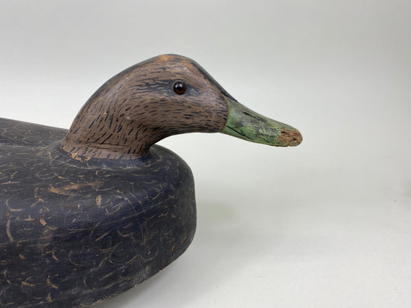 Unknown Black Duck (#7540)