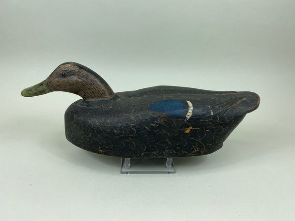 Unknown Black Duck (#7540)