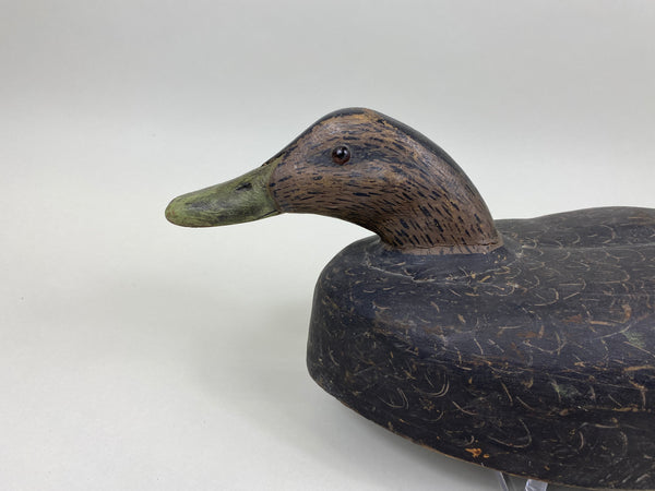 Unknown Black Duck (#7540)