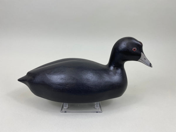 Torry Ward, Charlie Moore Coot (#7546)