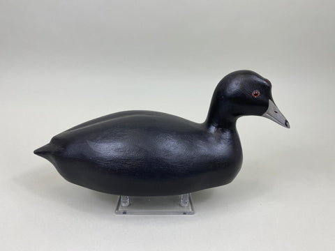 Torry Ward, Charlie Moore Coot (#7546)