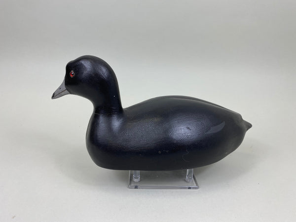 Torry Ward, Charlie Moore Coot (#7546)