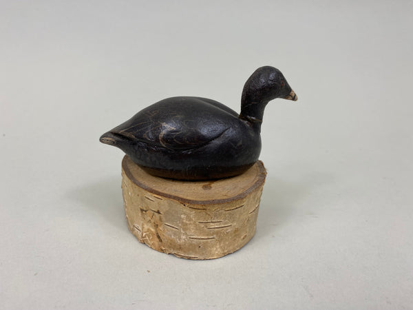 Unknown Miniature Coot (#7549)