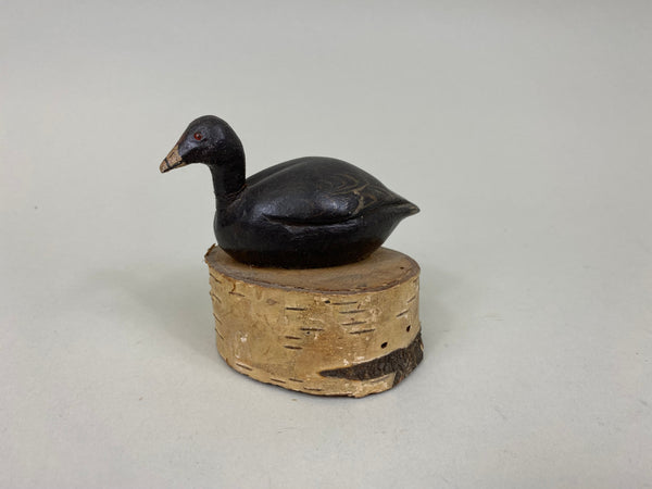 Unknown Miniature Coot (#7549)