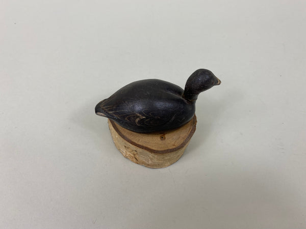 Unknown Miniature Coot (#7549)
