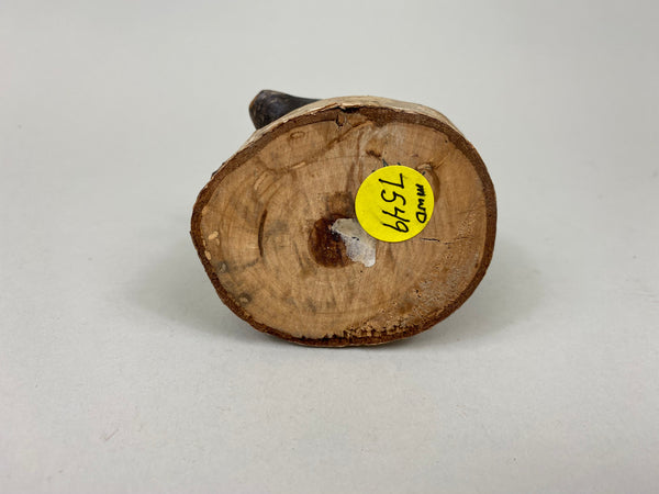 Unknown Miniature Coot (#7549)