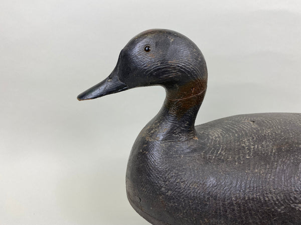 St. Clair Flats Black Duck, Circa 1920's (#7558)