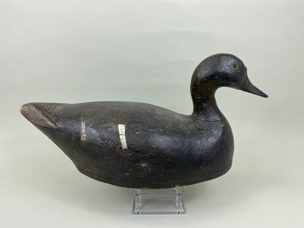 St. Clair Flats Black Duck, Circa 1920's (#7558)