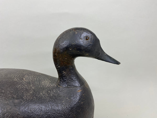 St. Clair Flats Black Duck, Circa 1920's (#7558)
