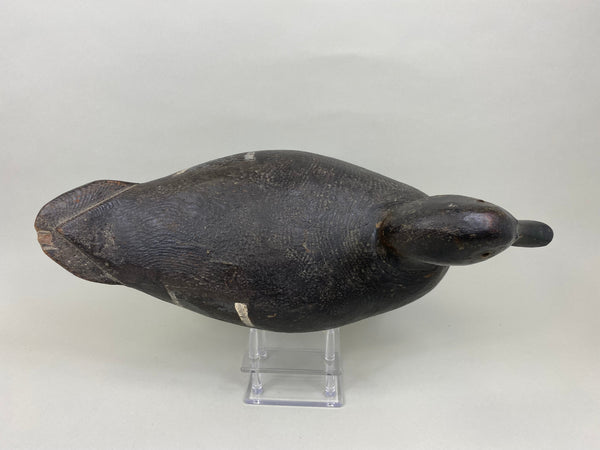 St. Clair Flats Black Duck, Circa 1920's (#7558)