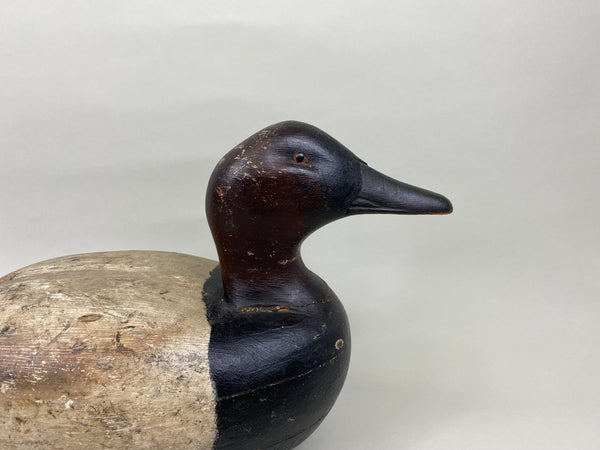 James Walton Canvasback Drake (#7576)