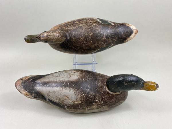 Pair of Evans Mammoth Grade Mallards, Hollow (#7621)