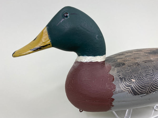 Robert Elliston Mallard Drake, Circa 1900's (#7653)