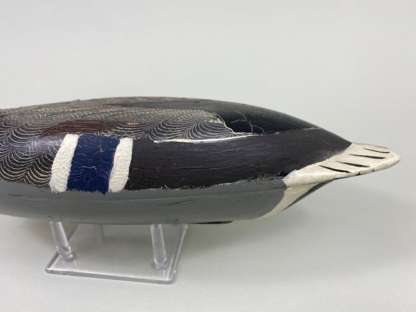 Robert Elliston Mallard Drake, Circa 1900's (#7653)