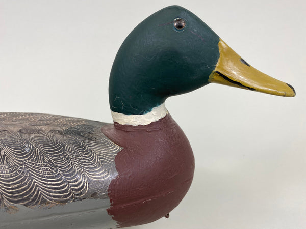 Robert Elliston Mallard Drake, Circa 1900's (#7653)