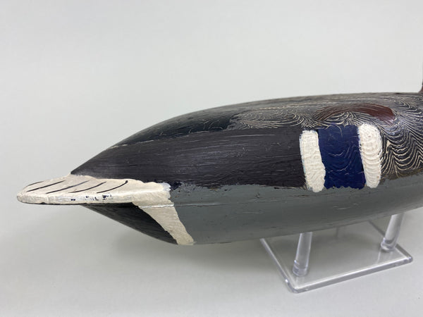 Robert Elliston Mallard Drake, Circa 1900's (#7653)