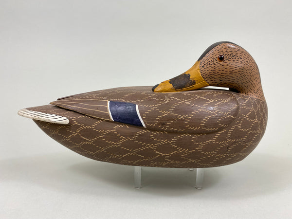 Unknown Sleeper Mallard Hen (#7658)