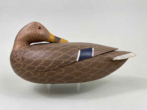 Unknown Sleeper Mallard Hen (#7658)